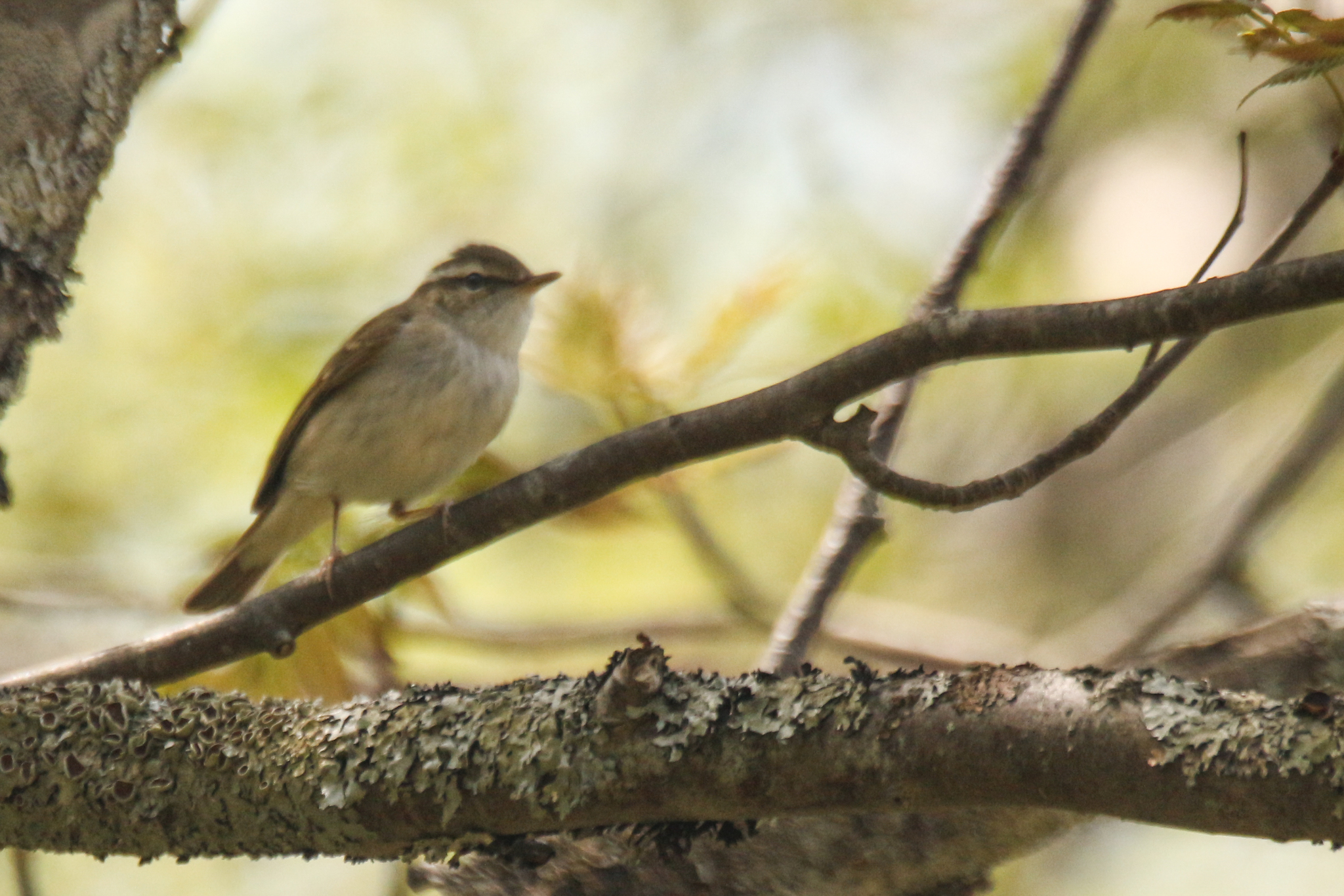 Sakhalin Leaf Warbler