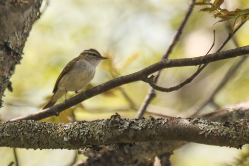 Sakhalin Leaf Warbler (Phylloscopus borealoides), photo 9
