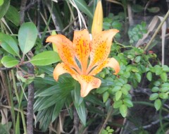 Lilium maculatum, photograph (c) Ashwin Srinivasan, some rights reserved (CC BY)
