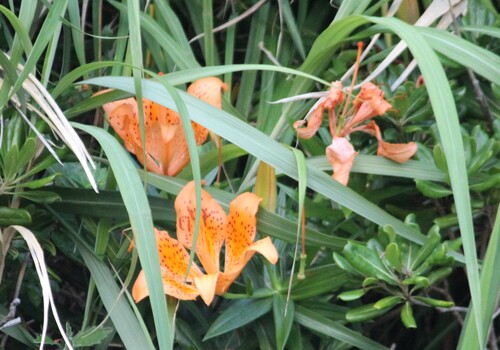 Lilium maculatum, photograph 5