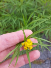 Euthamia graminifolia