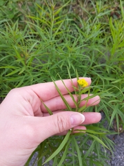 Euthamia graminifolia