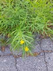 Euthamia graminifolia