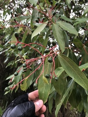 Aiouea montana