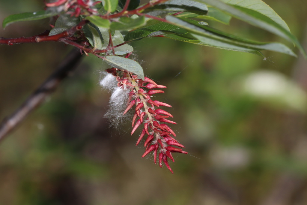 Balsam Willow (Salix pyrifolia) - Botanical Realm