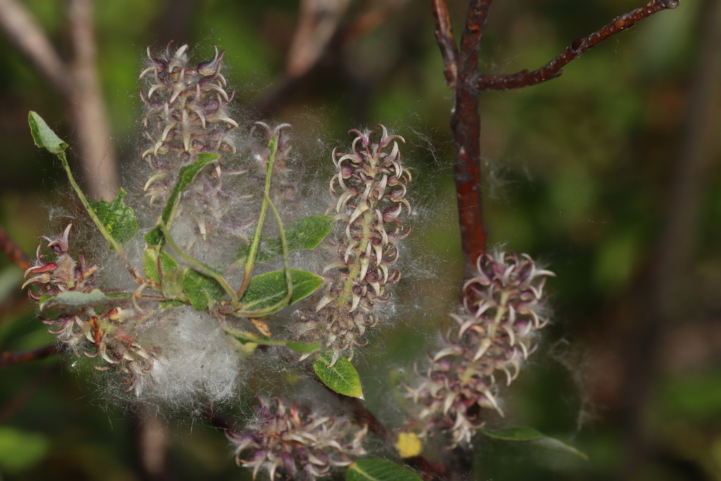 Balsam Willow (Salix pyrifolia) - Botanical Realm