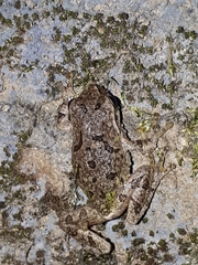 Hyla japonica