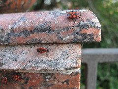 Pyrrhocoris apterus
