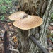Dryad's Saddle - Photo (c) jbushman, some rights reserved (CC BY-NC)
