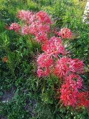 Lycoris
