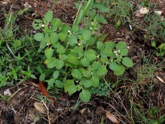 Solanum sarrachoides