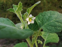 Solanum sarrachoides