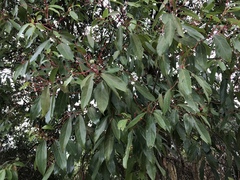 Aiouea montana