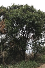 Aiouea montana