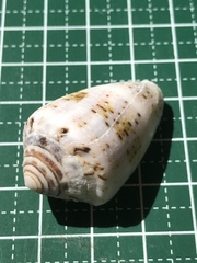 Conus coronatus