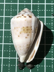 Conus coronatus