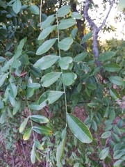 Sophoreae