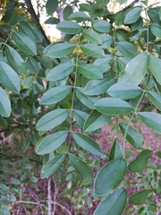 Sophoreae