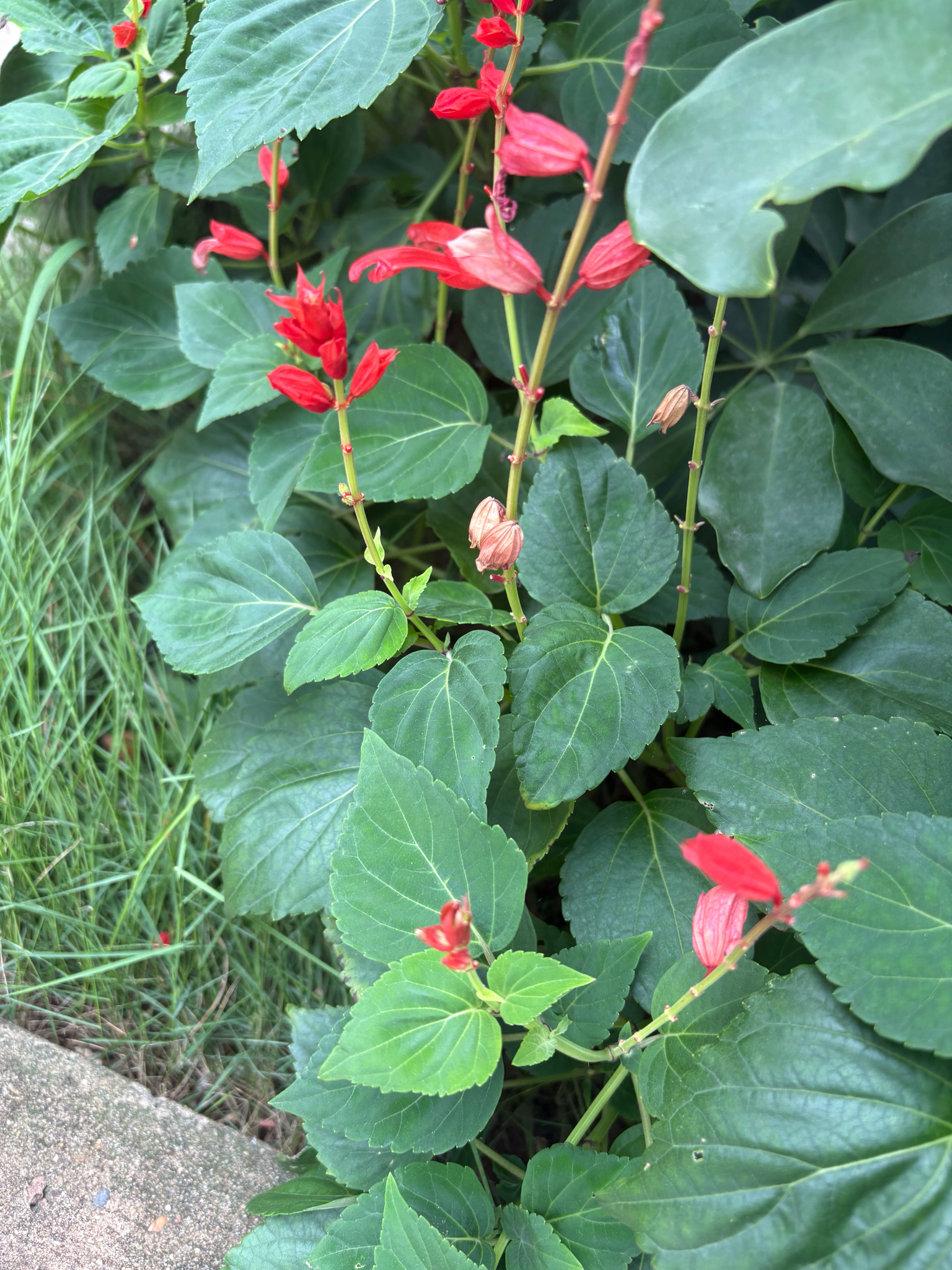 Salvia splendens (Salvia splendens)