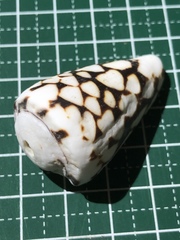Conus bandanus