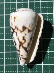 Conus bandanus
