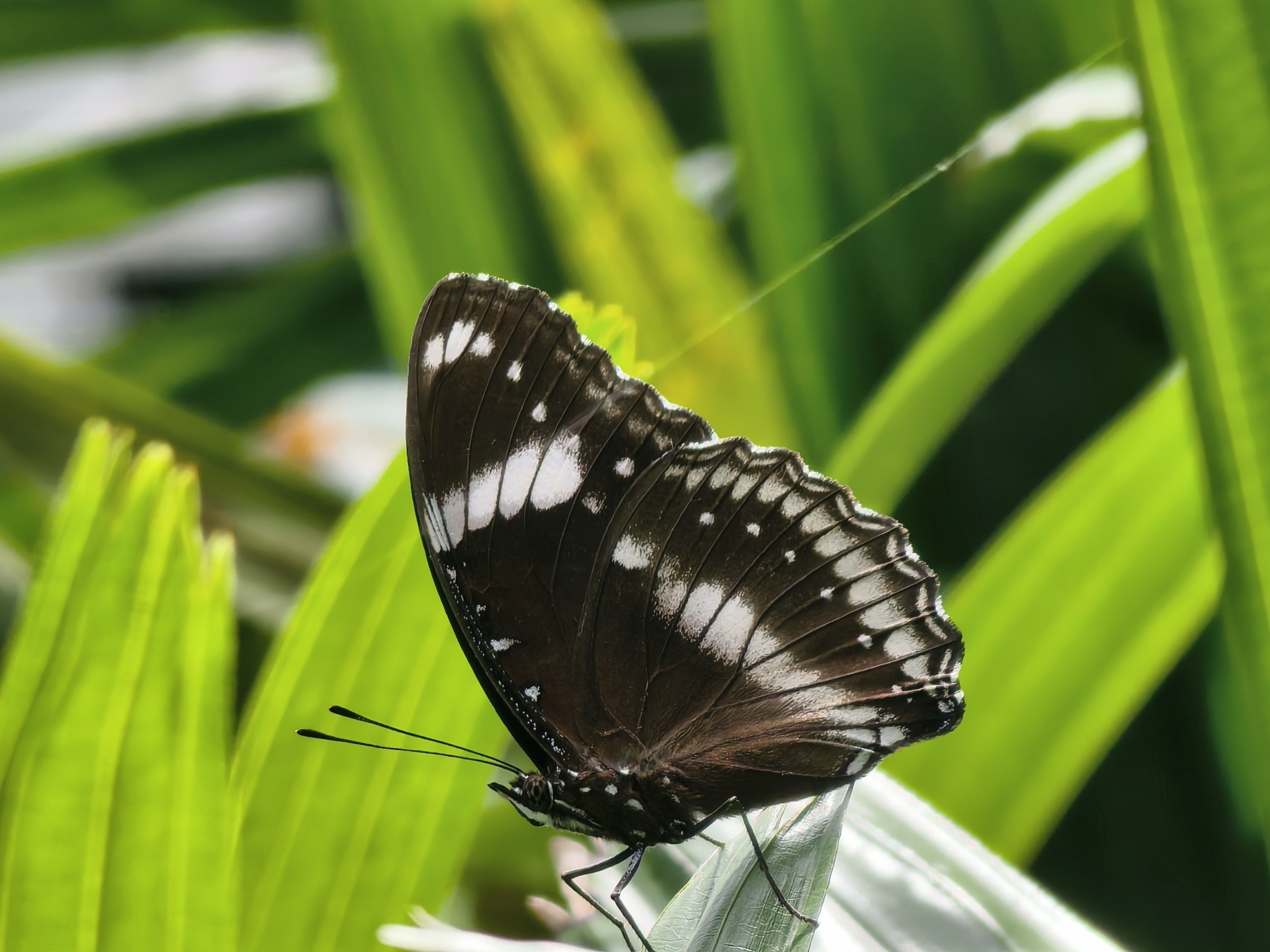 Great Eggfly