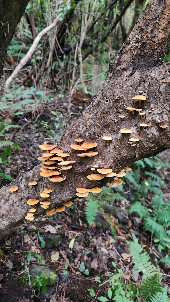 Flammulina velutipes · July 2025 · photo: © squidney8 (iNaturalist, cc0)