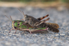 Locusta migratoria cinerascens