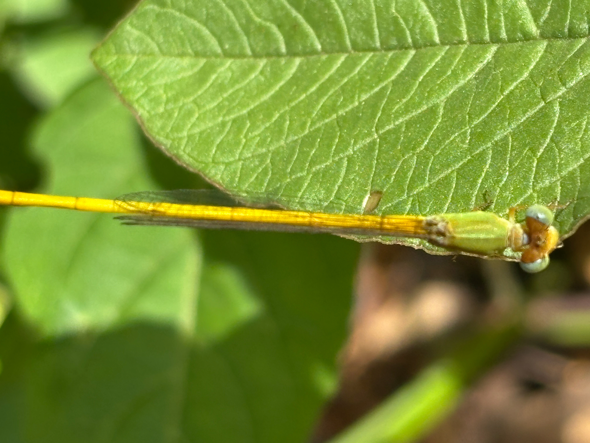 Coromandel Marsh Dart
