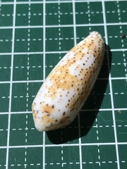 Conus nussatella