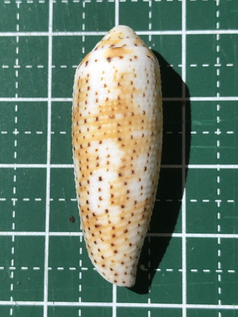 Nussatella cone