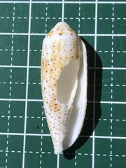 Conus nussatella