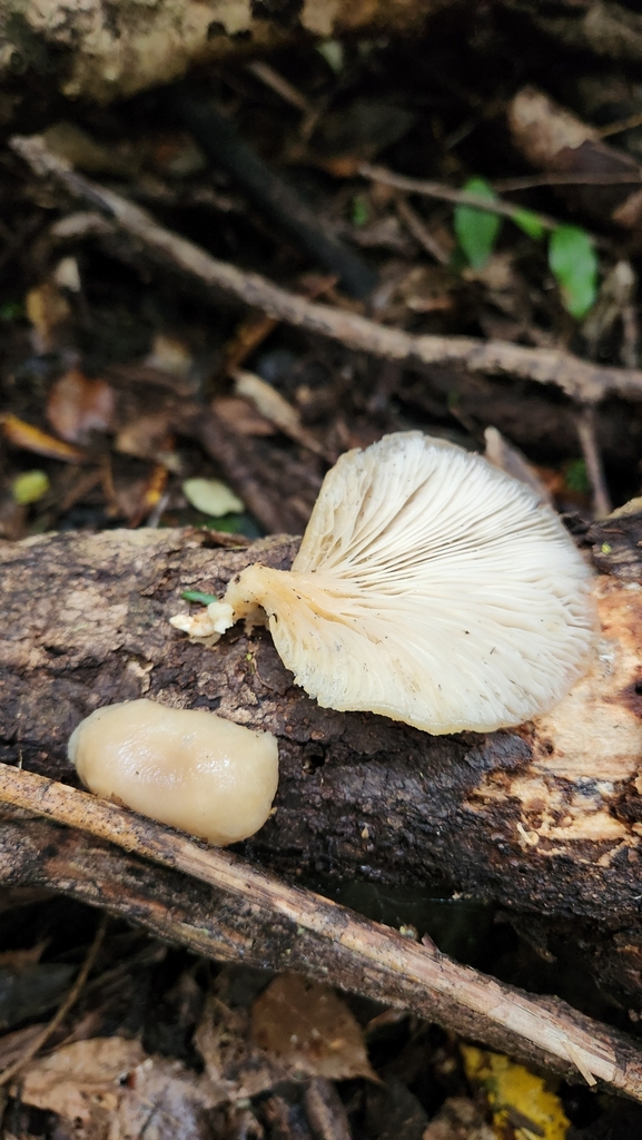 Pleurotus purpureo-olivaceus · July 2025 · photo: © squidney8 (iNaturalist, cc0)