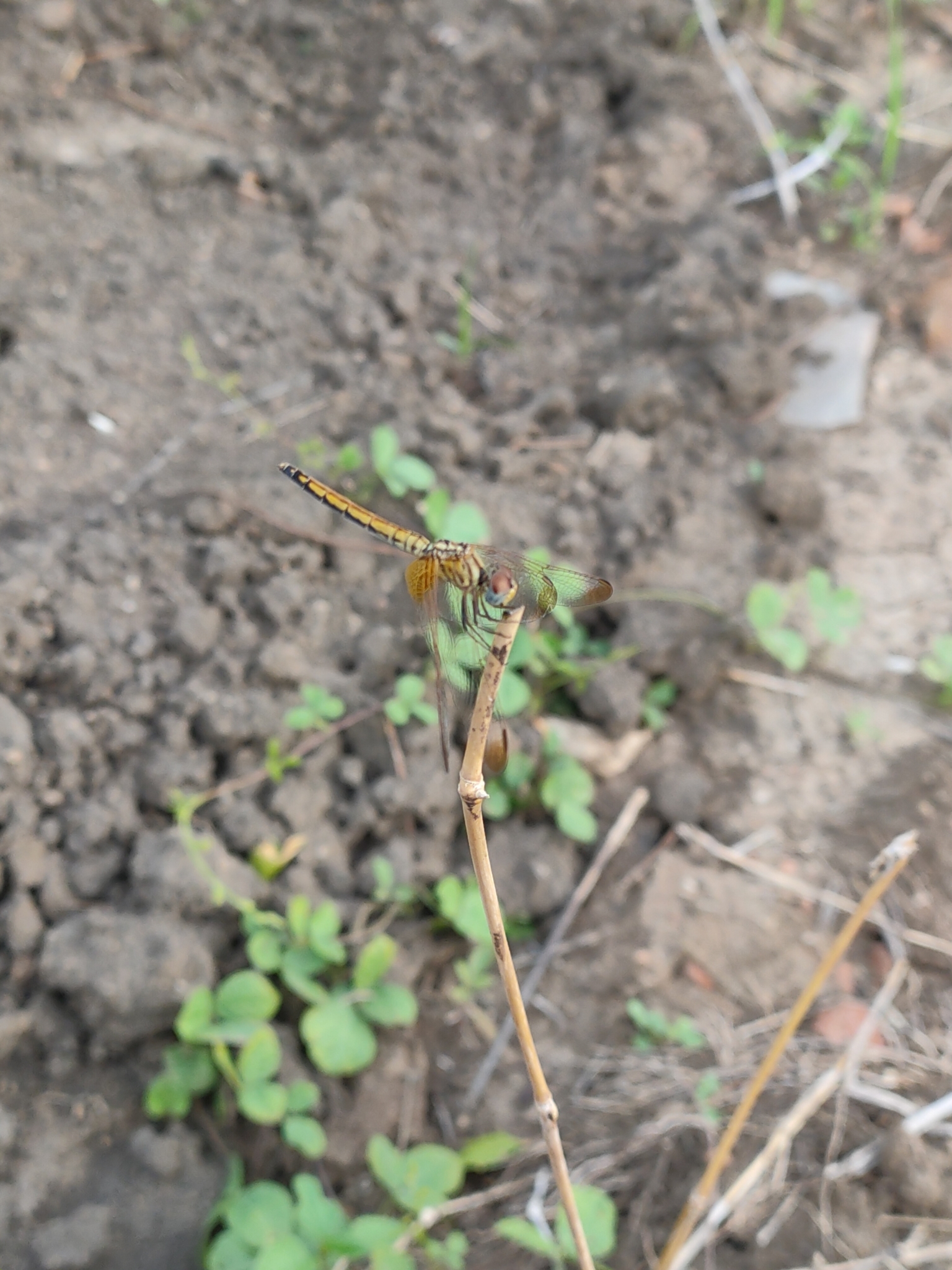 Crimson Marsh Glider