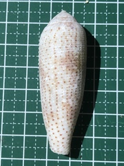 Conus nussatella