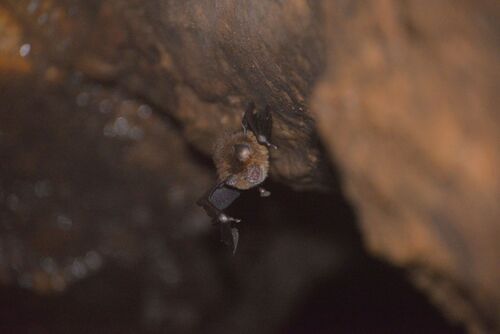 Aselliscus tricuspidatus observed 2025-05-06