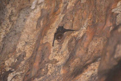 Aselliscus tricuspidatus observed 2025-05-06