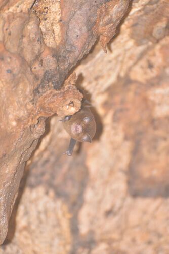 Aselliscus tricuspidatus observed 2025-05-06