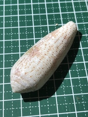 Conus nussatella