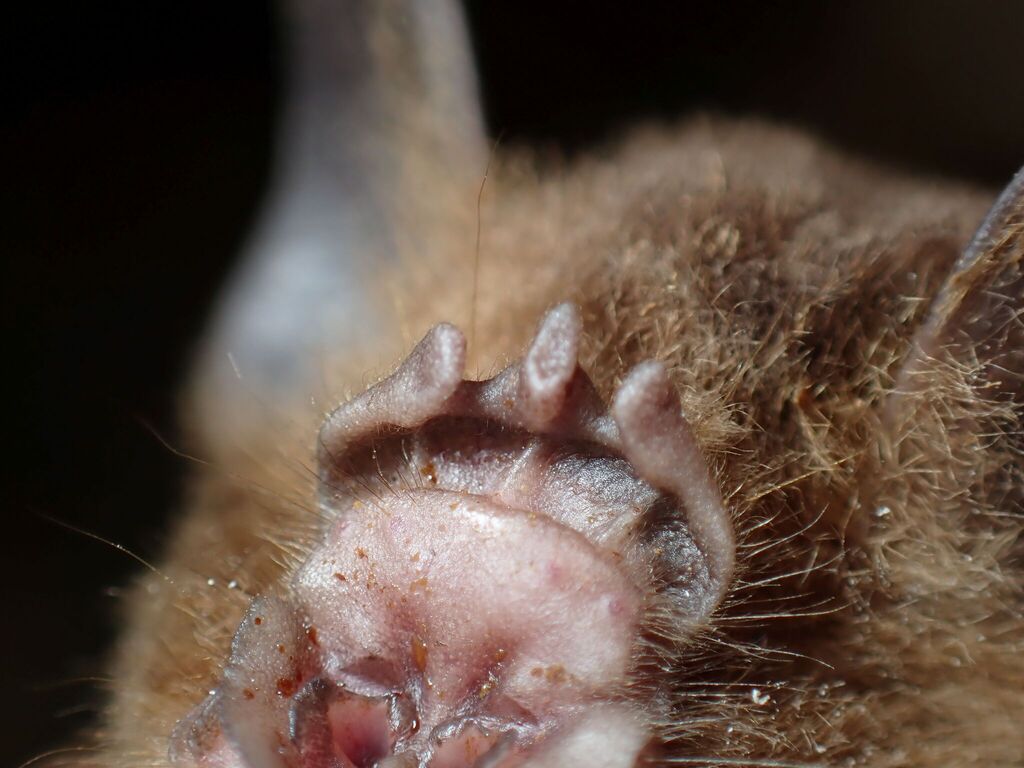 Trident Leaf-nosed Bat
