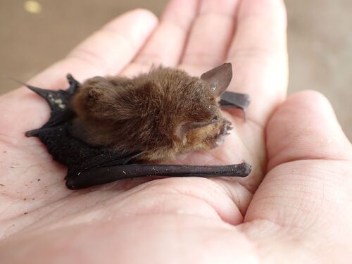 Aselliscus tricuspidatus observed 2025-05-06