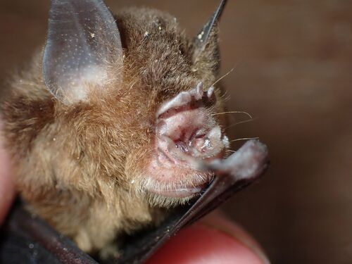 Temminck's Asian Trident Bat