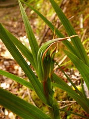 Pterostylis cardiostigma