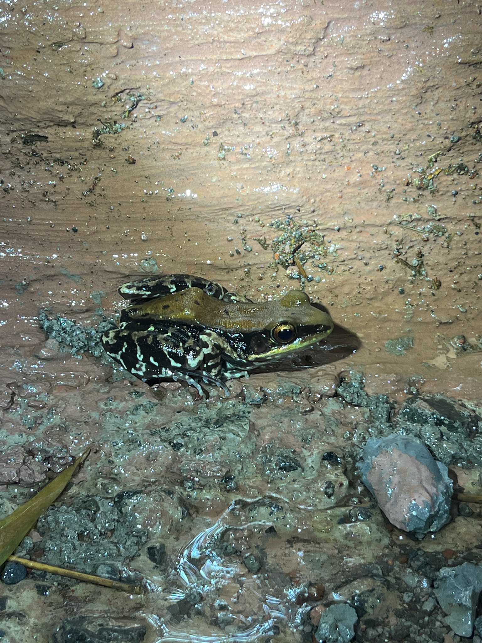 Wide-Range Fungoid Frog