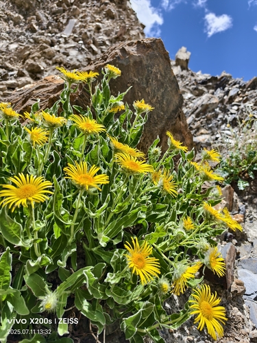 Pulicaria insignis