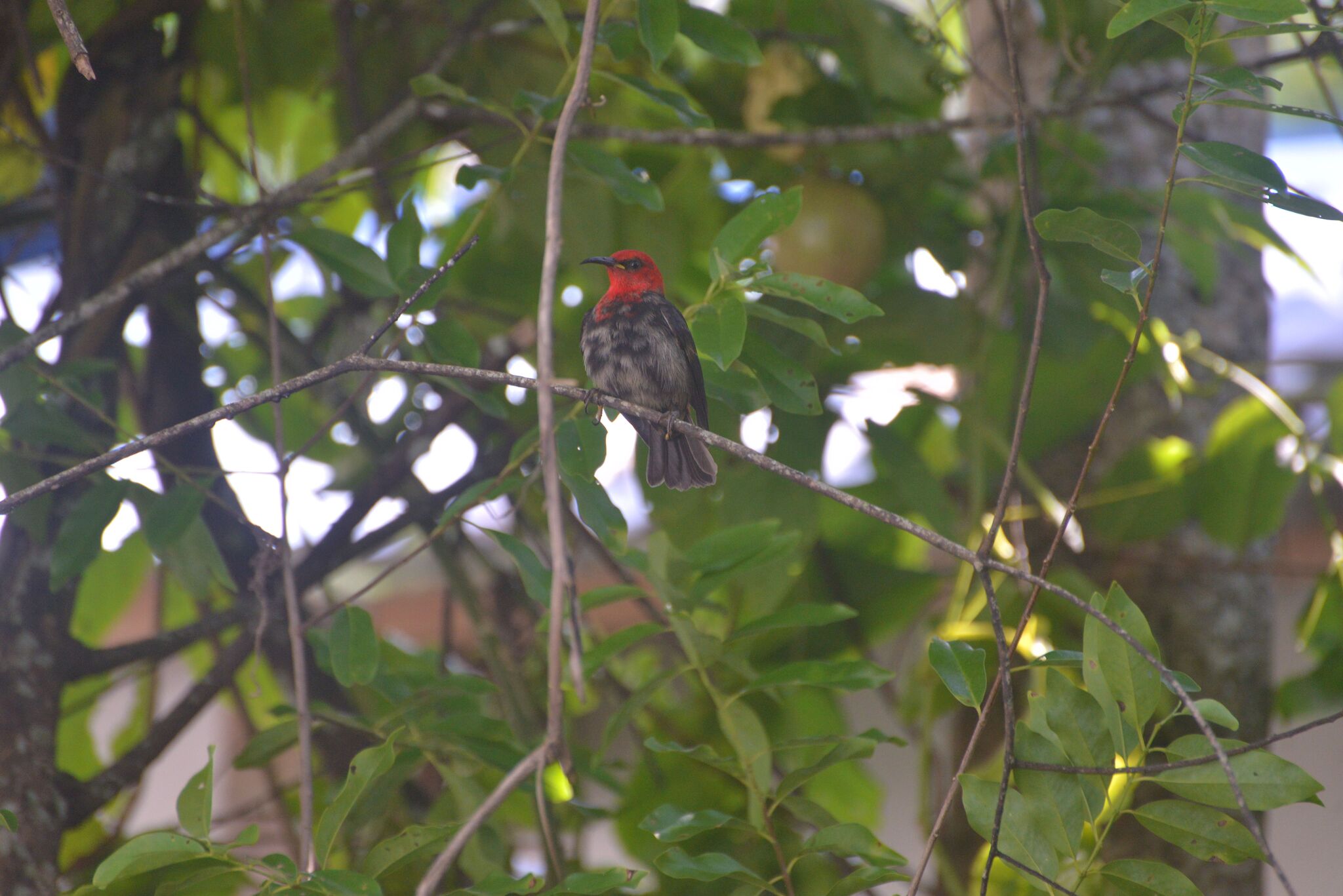 Cardinal Myzomela (Myzomela cardinalis), photo 5