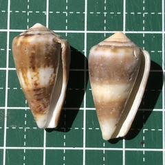 Conus boeticus