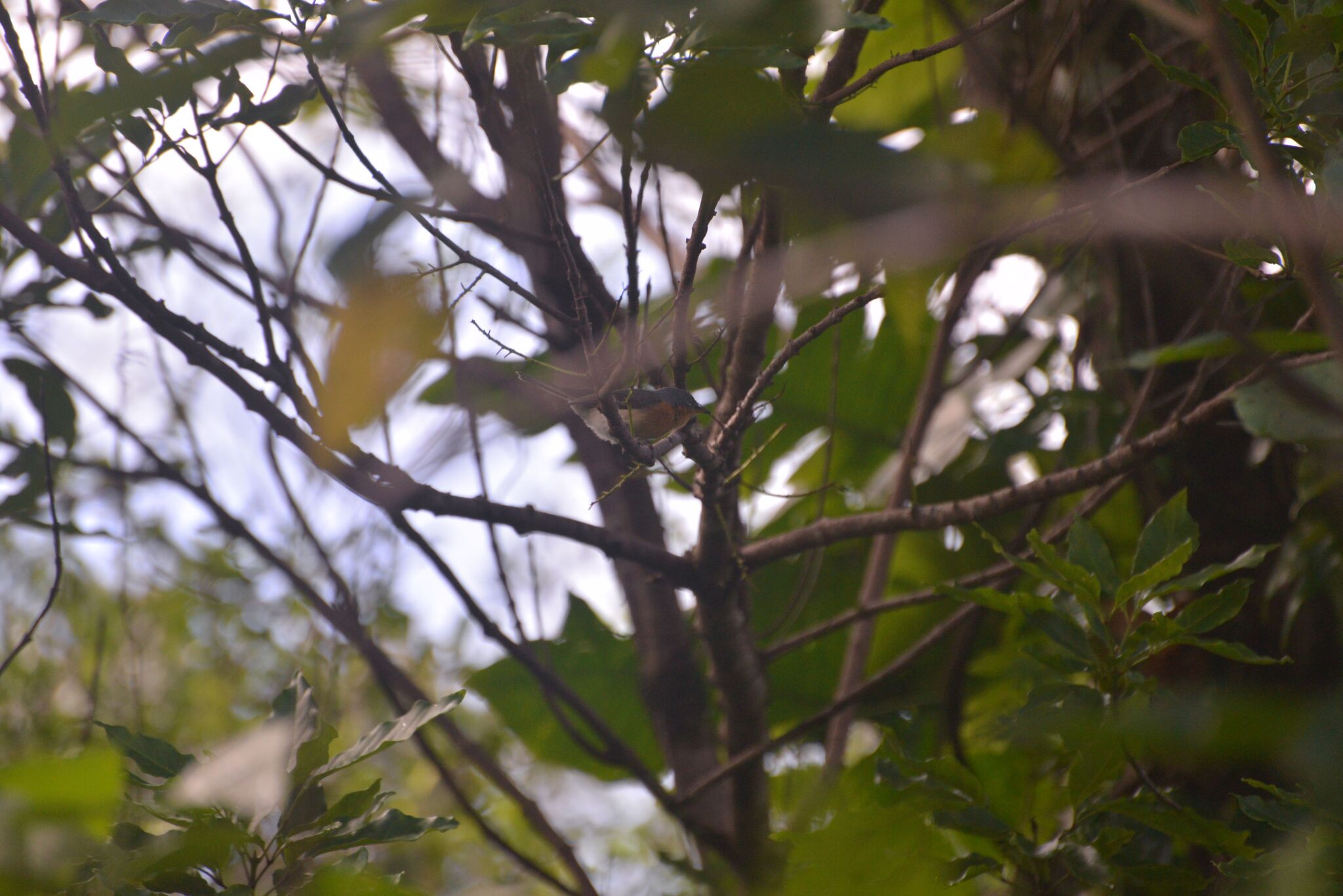 Melanesian Flycatcher (Myiagra caledonica), photo 8