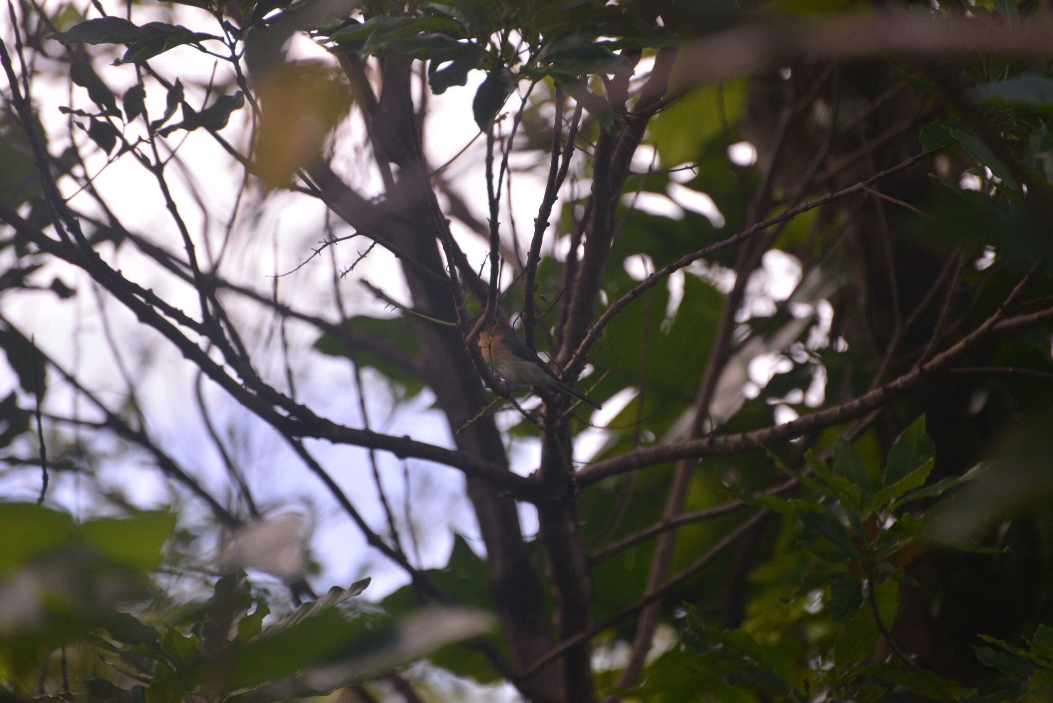 Melanesian Flycatcher (Myiagra caledonica), photo 9
