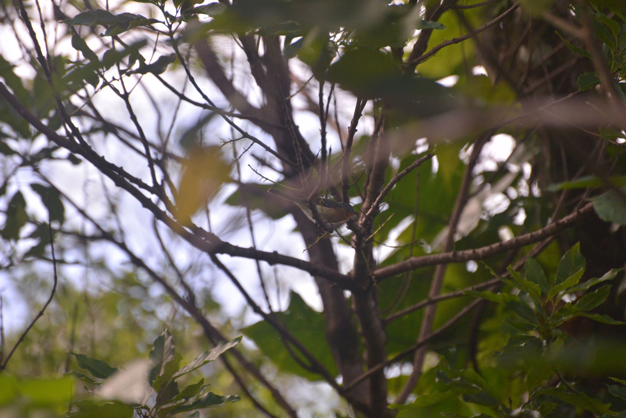 Melanesian Flycatcher (Myiagra caledonica), photo 10